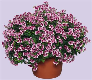 Foto fiore da  Balcone, basket Pelargonium crispum Angeleyes Randy