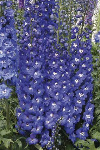 Foto fiore da  Aiuola e/o bordura Delphinium elatum New Millennium Series Royal Aspirations