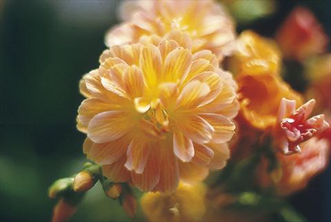 Foto fiore da  Vaso, aiuola, balcone Lewisia cotyledon Praline