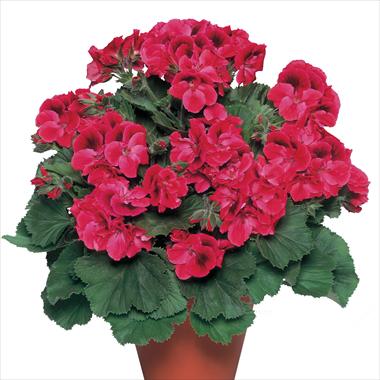 Foto fiore da  Vaso Pelargonium grandiflorum pac® Aristo® Claret