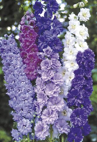 Foto fiore da  Aiuola e/o bordura Delphinium elatum New Millennium Series Double Stars