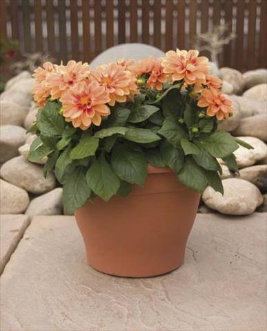 Foto fiore da  Vaso, aiuola, balcone, basket Dahlia Dali Bronze