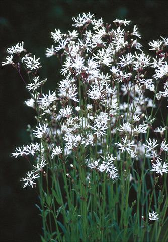 Foto fiore da  Aiuola e/o bordura Lychnis flos-cuculi White Robin