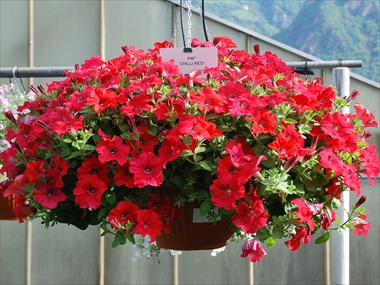 Foto fiore da  Vaso, balcone, basket Petunia pendula Chilli Red