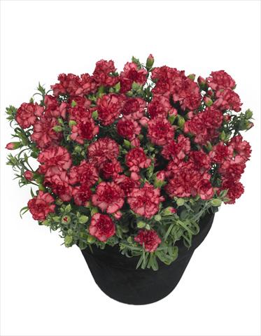 photo of flower to be used as: Pot Dianthus Lahana