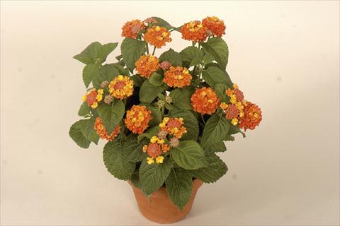 photo of flower to be used as: Pot and bedding Lantana camara Bandana® Red