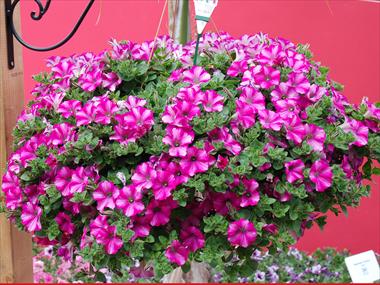 photo of flower to be used as: Pot, patio, basket Petunia Supertunia™ Raspberry Blast