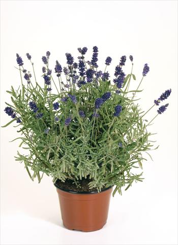 Foto fiore da  Vaso, aiuola, balcone Lavandula angustifolia Lavandula Hidcote