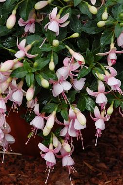 photo of flower to be used as: Pot Fuchsia Shadowdancer™ Rosella