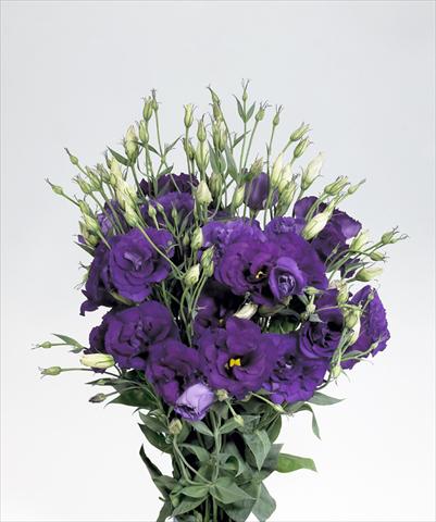 Foto fiore da  Reciso Lisianthus (Eustoma rusellianum) Super Magic Deep Blue 752