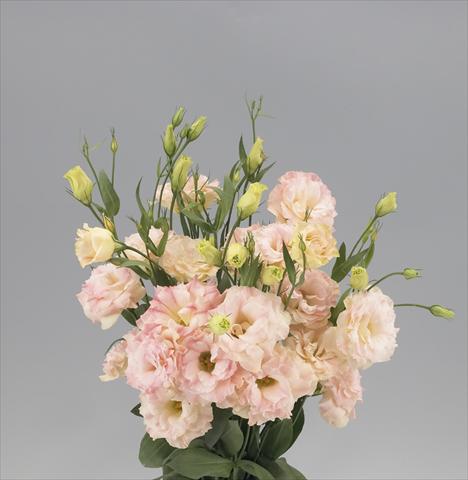 Foto fiore da  Reciso Lisianthus (Eustoma rusellianum) Super Magic Peach 588