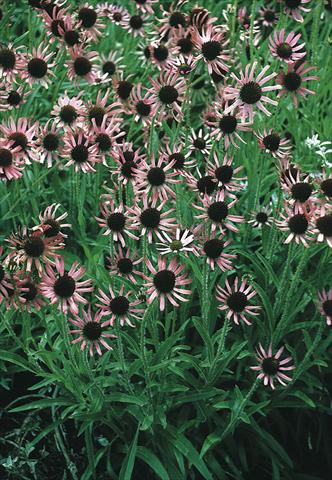 Foto fiore da  Aiuola e/o bordura Echinacea tennesseensis Rocky Top Hybr.