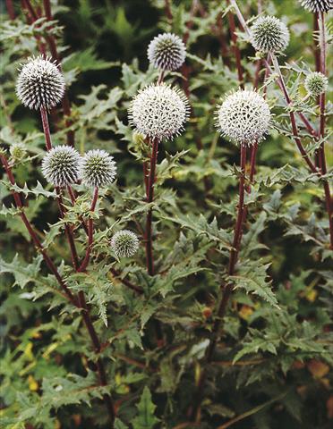 Foto fiore da  Aiuola e/o bordura Echinops sphaerocephalus Arctic Glow