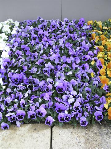 Foto fiore da  Vaso e aiola Viola wittrockiana Earlyflorian