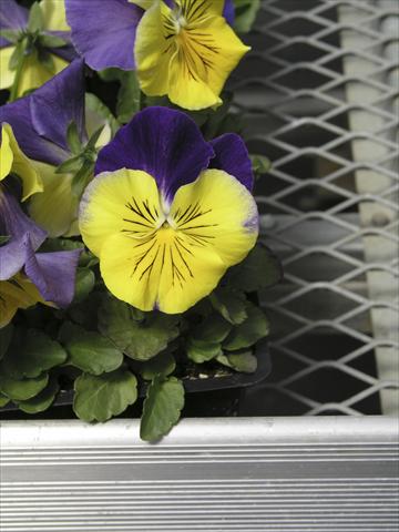 Foto fiore da  Vaso e aiola Viola wittrockiana Earlyflorian Morpheus