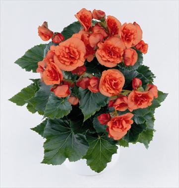 Foto fiore da  Balcone, aiuola Begonia Solenia Orange