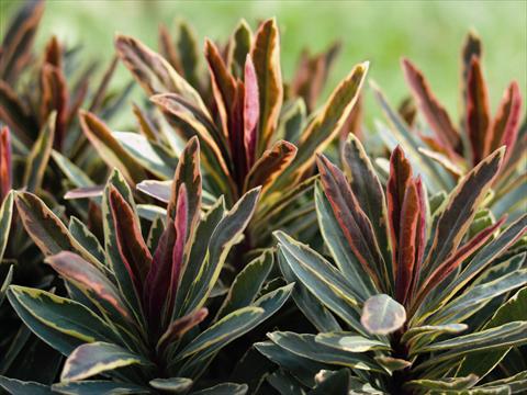 Foto fiore da  Vaso, balcone, basket Euphorbia x martinii Helena