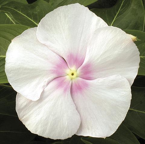 Foto fiore da  Vaso, aiuola, balcone, basket Catharanthus roseus - Vinca Vitesse Blush