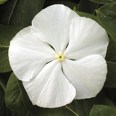 Foto fiore da  Vaso, aiuola, balcone, basket Catharanthus roseus - Vinca Vitesse White