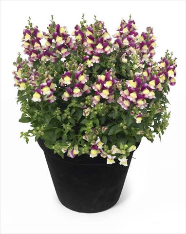 Foto fiore da  Basket o vaso Antirrhinum majus Florini Diana Amour