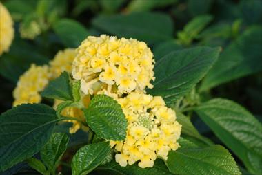 photo of flower to be used as: Pot, bedding, patio, basket Lantana camara Suntana Cream