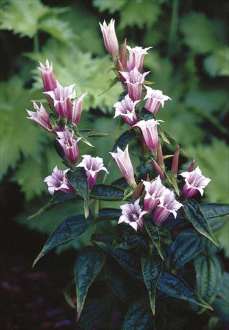 Foto fiore da  Vaso e aiola Gentiana asclepiadea Pink Swallow