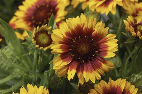 Foto fiore da  Vaso Gaillardia Sunburst T Yelloww Red