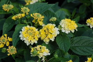 photo of flower to be used as: Pot, bedding, patio, basket Lantana camara Suntana Limes