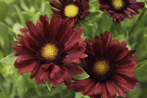 Foto fiore da  Vaso Gaillardia Sunburst T Burgundy