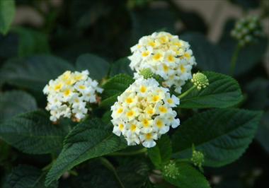 Foto fiore da  Vaso, aiuola, balcone, basket Lantana camara Suntana White