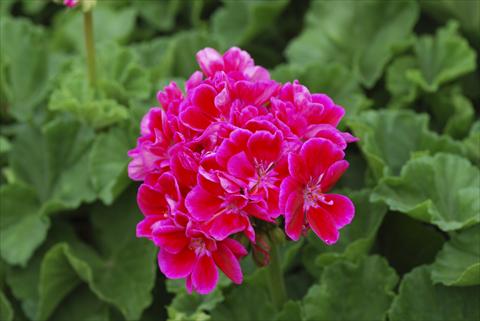 Foto fiore da  Aiuola, balcone, basket Pelargonium zonale Bajazzo