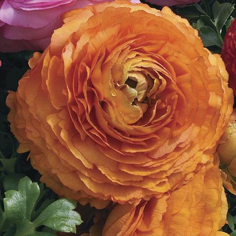 photo of flower to be used as: Pot Ranunculus asiaticus Magic Orange