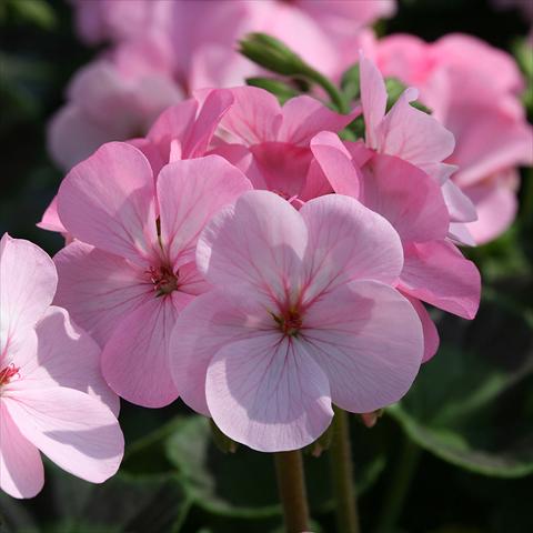 Foto fiore da  Vaso Pelargonium zonale Inspire Appleblossom