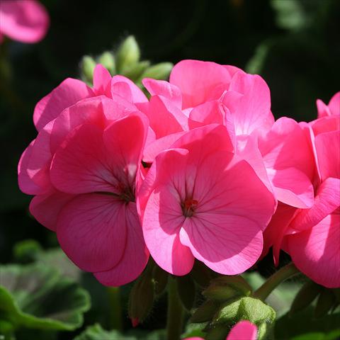 Foto fiore da  Vaso Pelargonium zonale Inspire Rose