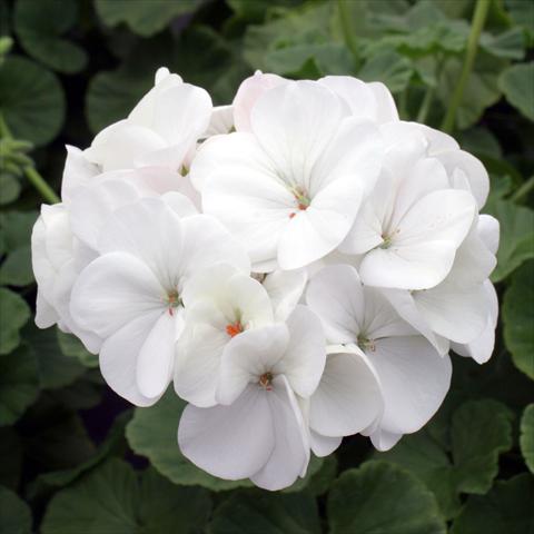 Foto fiore da  Vaso Pelargonium zonale Inspire White