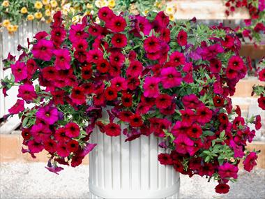 Foto fiore da  Vaso, balcone, basket Calibrachoa Supercal Magenta