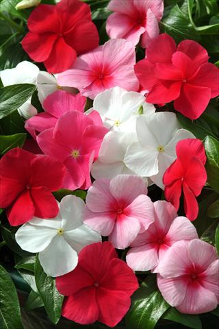 Foto fiore da  Basket vaso o aiuola Catharanthus roseus - Vinca Mediterranean Lipstick Mix XP