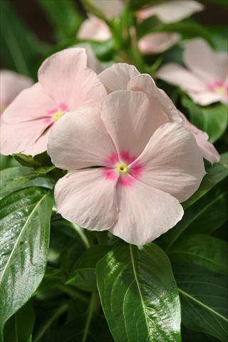 Foto fiore da  Basket vaso o aiuola Catharanthus roseus - Vinca Mediterranean Peach XP