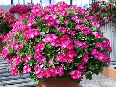 Foto fiore da  Vaso Pelargonium grandiflorum Surfin Purple