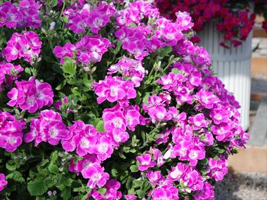 Foto fiore da  Vaso Pelargonium grandiflorum Surfin Rose