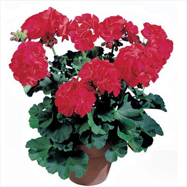 photo of flower to be used as: Patio, pot Pelargonium zonale Top Leonardo