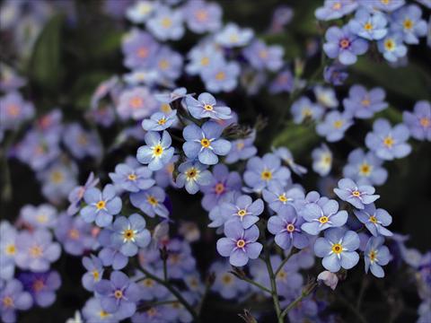 Foto fiore da  Vaso, aiuola, balcone Myosotis Myomark