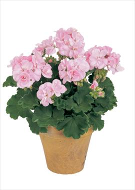 Foto fiore da  Vaso, aiuola, balcone Pelargonium zonale Trend Rose