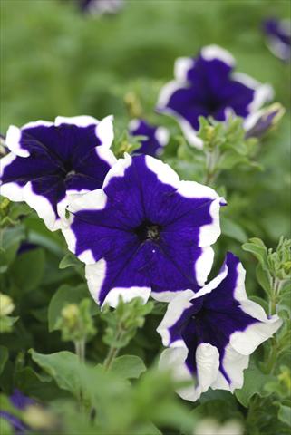 Foto fiore da  Vaso, balcone, basket Petunia Niagara Sinai