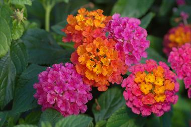 Foto fiore da  Vaso, aiuola, balcone, basket Lantana camara TOP Calippo Tutti Frutti