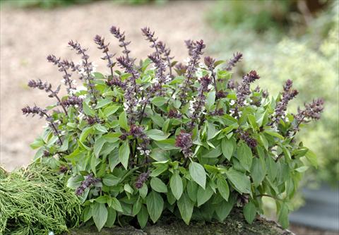 Foto fiore da  Vaso, aiuola, balcone Ocimum basilicum Queen of Sheba