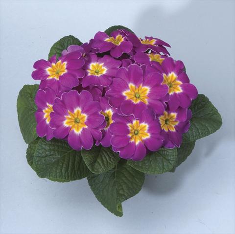 Foto fiore da  Vaso, aiuola, balcone, basket Primula acaulis, veris, vulgaris Orion Lilac Pot