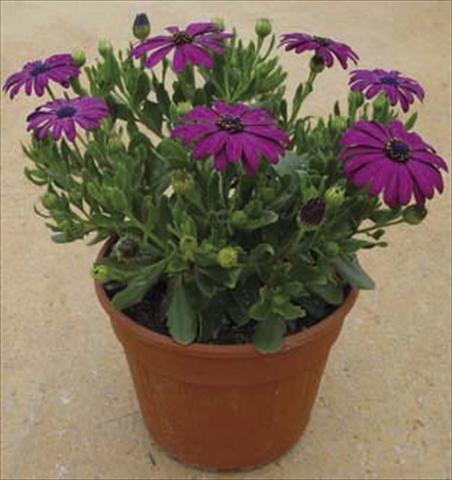 Foto fiore da  Vaso e aiola Osteospermum Astra Dark Copper