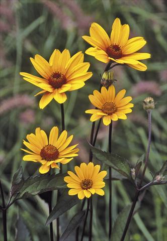 Foto fiore da  Aiuola e/o bordura Heliopsis helianthoides Summer Nights