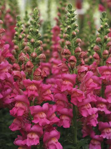 Foto fiore da  Vaso e aiola Antirrhinum majus Overture II Rose